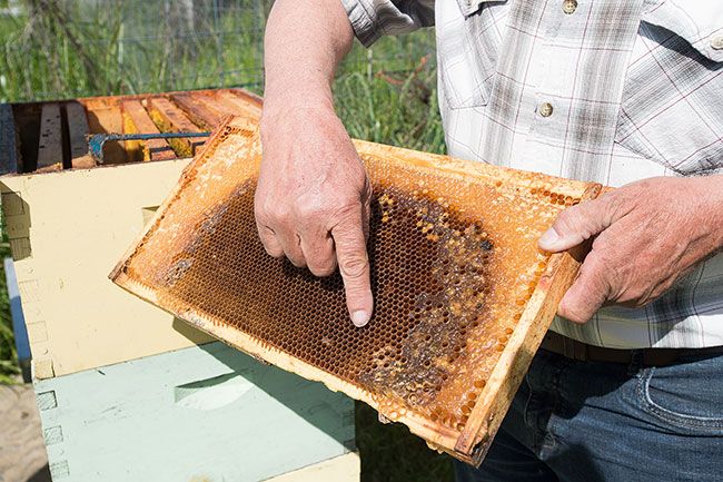 Marcus Larson/News-Register##
Merz points out where the bee pupas are kept and cared for; around the edges of the comb, the cells are filled with honey.