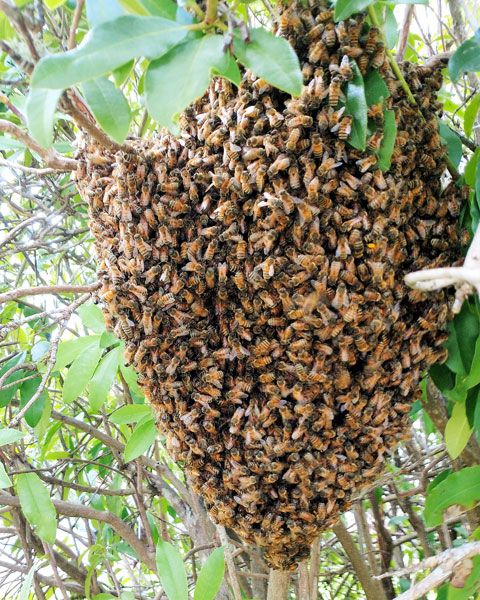 Submitted photo##
A swarm created by overcrowding in a hive -- the queen bee and half of her subjects fly off to find a new place to colonize; the remaining bees create a new queen by feeding her plenty of super, or royal, jelly.