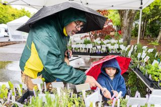 News-Register file photo##McMinnville’s Thursday Farmers Market reopens next week — rain or shine — along Cowls Street between First and Second. A record 85 vendors are scheduled to participate over the course of the season, which runs this year through Oct. 12.