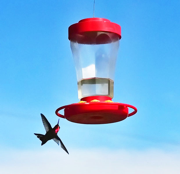Submitted photo / Leroy Brown ##
Leroy Brown captures a hummingbird in flight. He’s been focusing on bird photography recently.