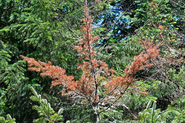 Marcus Larson/News-Register##This year’s drought is affecting tree growth, especially at lower elevations. The drought damages younger trees the most.