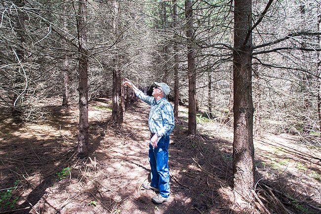 Marcus Larson/News-Register##Tree farmer Dick Enger points out the signs of trees dying from lack of water.