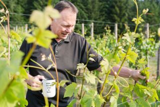 Rockne Roll/News-Register##Youngberg Hill owner Wayne Bailey inspects vines in the Jordan Block of his vineyard. Rockne Roll/News-Register##Youngberg Hill owner Wayne Bailey inspects vines in the Jordan Block of his vineyard.