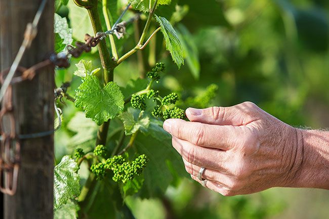 Rockne Roll/News-Register##In Bailey’s vineyard earlier this month, vine clusters were about to flower.