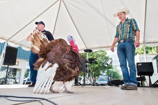 Marcus Larson/News-Register##
Dave the Turkey struts across the Turkey Rama main stage Friday night.
The big bird was pardoned by Mayor Scott Hill for the second year in a row. Marcus Larson/News-Register##
Dave the Turkey struts across the Turkey Rama main stage Friday night.
The big bird was pardoned by Mayor Scott Hill for the second year in a row.