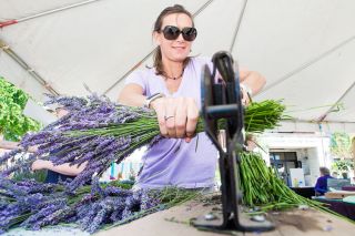 Marcus Larson/News-Register##Shannon Christiansen, volunteer and member of the Oregon Lavender Association, cuts a bundle of lavender for sale at last year’s Lavender Festival in Newberg. This year’s event runs Saturday and Sunday, July 13-14, at the Chehalem Cultural Center. Marcus Larson/News-Register##Shannon Christiansen, volunteer and member of the Oregon Lavender Association, cuts a bundle of lavender for sale at last year’s Lavender Festival in Newberg. This year’s event runs Saturday and Sunday, July 13-14, at the Chehalem Cultural Center.
