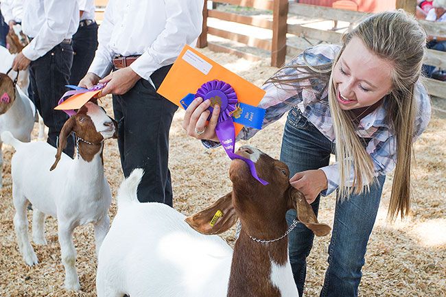 Rockne Roll/News-Register##Below: Elsie Duin of Raiders 4-H Club tries to retrieve her Senior Meat Goat Showmanship champion s ribbon from her goat, Lovebug, following the competition Wednesday.