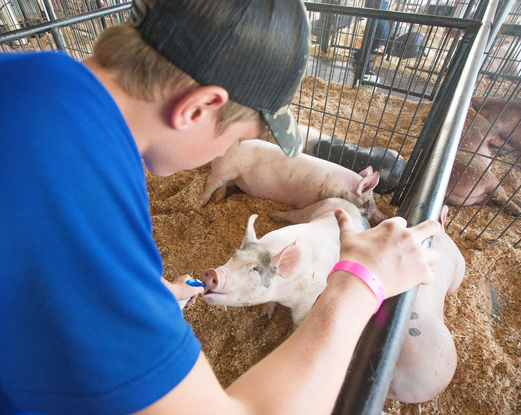 Rockne Roll/News-Register##Isaac Watcherson, 14, gives his pig, Sparkles, a drink from a squirt bottle Wednesday at the fairgrounds in McMinnville.