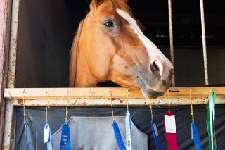 Marcus Larson/News-Register##
Dewie the horse peers out from inside his stall anxious to greet visitors walking by at the Yamhill County Fair.