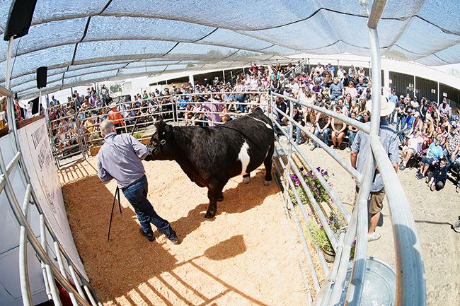 Rusty Rae/News-Register##
Michael Gaibler of Carlton leads his steer into the auction ring at the Yamhill County Fair Saturday; Michael went on to win grand champion with a 1,410-pound animal that sold for $35 per pound. The annual livestock auction, featuring animals raised by young FFA and 4-H members, always draws a crowd. This year, it raised a record $844,000.