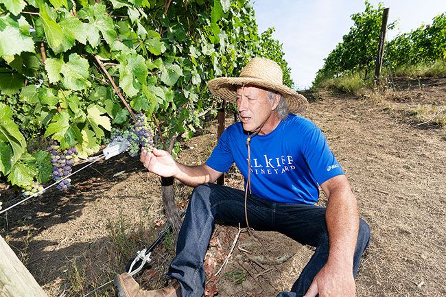 Marcus Larson/News-Register ## Wine producer Joel Kiff of J.L. Kiff Vineyard inspects the quality of his Pinot grapes Thursday to see if they have been negatively affected by the heat wave. Thankfully, he said, the well-established vines appear to be healthy. Kiff said he is more worried about potential heat later in the season and, most of all, a possible recurrence of last year s smoke.