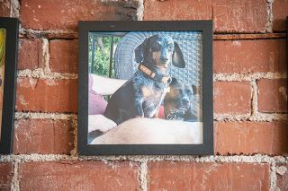 Rusty Rae/News-Register##

A photo of Fred the mini dachshund, namesake of 
Diana Backinoff s Amity bistro, hangs in the dining room.