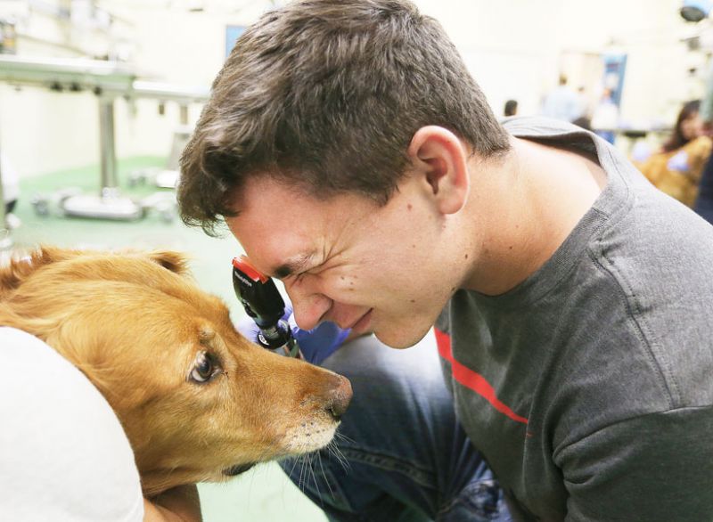 Rockne Roll/News-Register##Owen Amerson looks closely at the eyes of Jo Jo. Vets need to examine many healthy animals in order to recognize those with problems, Dr. Jana Gordon of the College of Veterinary Medicine said.