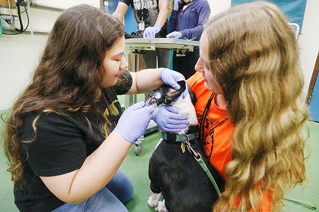 Rockne Roll/News-Register##Jordan Montario, left, examines Dori Anne, held by third-year vet student Emily Mongan. Jordan hasn’t decided yet between animal or human medicine.