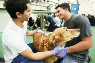 Rockne Roll/News-Register##As Alex Penfold, left, steadies Jo Jo, Owen Amerson of Yamhill listens to the dog’s heart and lungs. Owen, who grew up on a farm, plans to become a veterinarian, a choice the week at Oregon State University confirmed.