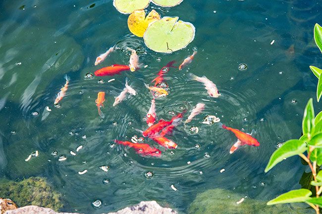 Rusty Rae/News-Register ## Colorful koi swirl in the pond. Martinez built the pond himself, learning as he went.