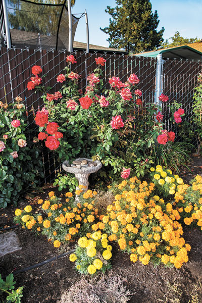 Rusty Rae/News-Register ## Marigolds add color at the base of some of Jonathan Martinez’s rose bushes. He started out with roses that had numerous small blooms, then replaced them with bushes that bear larger, showier blossoms.