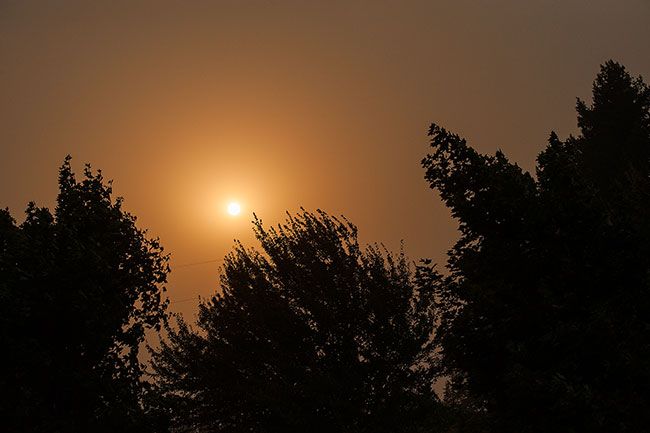 Rusty Rae/News-Register##East winds buffet trees in Joe Dancer Park on Monday.