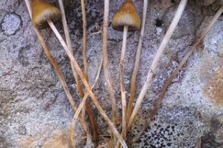 Image: Creative Commons/Wikipedia##Psilocybe semilanceata mushrooms.