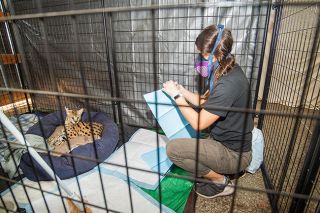 Marcus Larson/News-Register##WildCat Sanctuary keeper Kira Abramovitc works with the big takes taking refuge at a farm near McMinnville on Thursday. Marcus Larson/News-Register##WildCat Sanctuary keeper Kira Abramovitc works with the big takes taking refuge at a farm near McMinnville on Thursday.