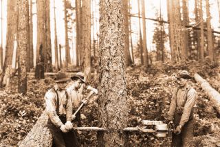 Image: Washington Historical Society##The five-foot Wolf Electric Chainsaw is demonstrated on a small Douglas Fir tree in what is obviously a publicity photo. The generator powering the electric motor is somewhere out of sight and the photographer seems to have taken some pains to hide the cable.