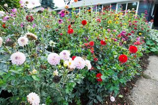 Marcus Larson/
News-Register ## Phil London and Zealand Reynolds planted a large patch of zinnias, dahlias and bachelor buttons in their front yard for a friend to use at her wedding. A small produce garden takes up much of their backyard. Marcus Larson/
News-Register ## Phil London and Zealand Reynolds planted a large patch of zinnias, dahlias and bachelor buttons in their front yard for a friend to use at her wedding. A small produce garden takes up much of their backyard.