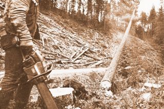 Omark Industries##A timber faller watches from a safe distance as the fir tree he was working on goes down.
