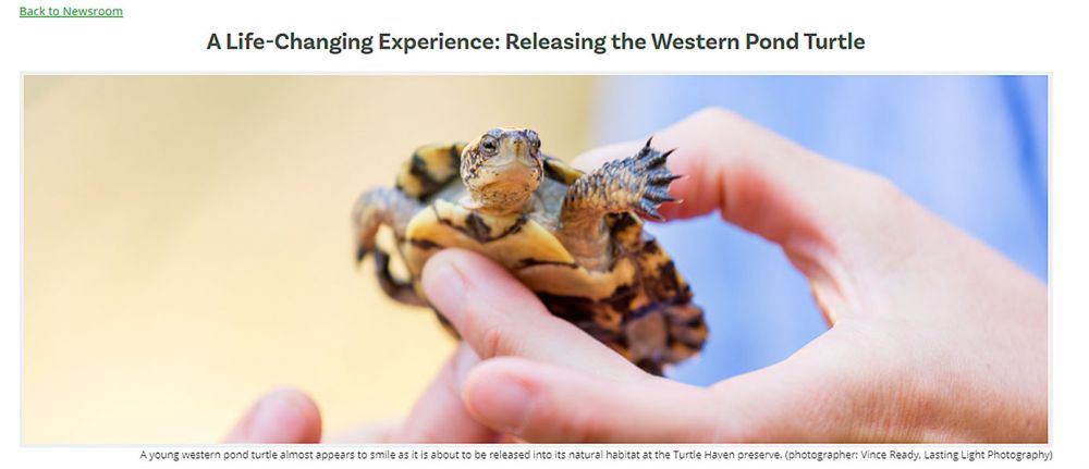 Vince Ready/Lasting Light Photography##A young western pond turtle about to be released at the Turtle Haven preserve.