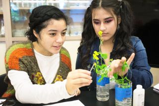 Rockne Roll/News-Register##
From left, Emily Arrazola and Claudia Morales Ramirez pollinate a flower plant as part of an on-going experiment during an Advance Placement Biology lab class Wednesday, Sept. 27, at McMinnville High School.