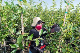 Marcus Larson/News-Register##Robinson Nursery worker Gabriela Elias tags black tupelo, a deciduous tree, with different colors based on quality.