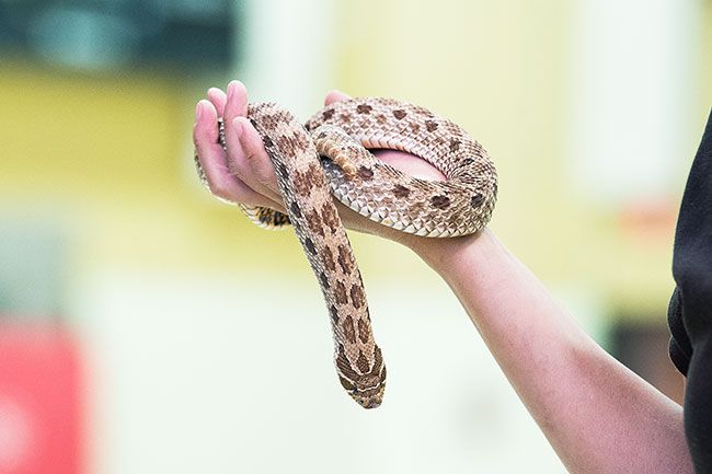 Marcus Larson/News-Register##
Kriens shows off one of her favorite snakes, Miss Piggy. The hognose snake has markings similar to those of a rattler, but isn t dangerous. Kriens emphasizes the importance of snakes and other creatures to our environment.