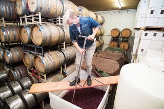 Marcus Larson/News-Register##Remy Drabkin of Remy Wines punches down a tub of fresh 2020 Sangiovese grapes in early October. The process allows the grapes to ferment evenly. Drabkin, who serves on the McMinnville City Council and contributes to a number of local charities, was named Outstanding Junior Citizen this year.
