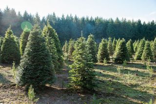 Rusty Rae/News-Register##The Oak Hill Tree Farm is one of 80 Christmas tree farms in Yamhill County, according to a just-released 2017 census of state agriculture conducted by the Oregon Department of Agriculture. Yamhill County saw 91,410 trees harvested that year. Rusty Rae/News-Register##The Oak Hill Tree Farm is one of 80 Christmas tree farms in Yamhill County, according to a just-released 2017 census of state agriculture conducted by the Oregon Department of Agriculture. Yamhill County saw 91,410 trees harvested that year.