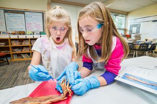 Marcus Larson/News-Register##
Newby students Zoey Hortsch, left, and Jordyn Becker react while
dissecting a squid for science class. Marcus Larson/News-Register##
Newby students Zoey Hortsch, left, and Jordyn Becker react while
dissecting a squid for science class.