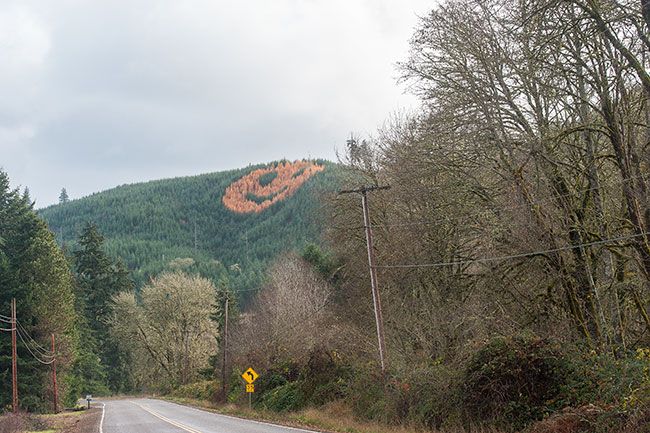 Rusty Rae/News-Register##A combination of Douglas fir and hybrid larch trees produced the Highway 18 smiley face between Grand Ronde and Willamina.