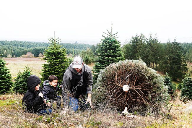 Rockne Roll/News-Register
From left, Ashton Bellinger, 5, and Archer Bellinger, 2, watch their dad, Andrew Bellinger, cut down a Christmas tree.