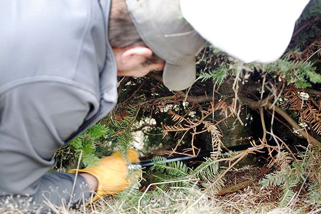 Rockne Roll/News-Register
Kyle Kimball of McMinnville takes a saw to his chosen noble fir at Fox Ridge Tree Farm in McMinnville Saturday, Nov. 25. Customers of the U-cut Christmas tree farm also can have an employee do the cutting.