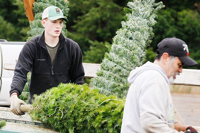 Rockne Roll/News-Register
From left, Ryan Kraemer and Jose Lopez of Foxridge Tree Farm in McMinnville bail up a customer s tree for its ride home Saturday, Nov. 25.