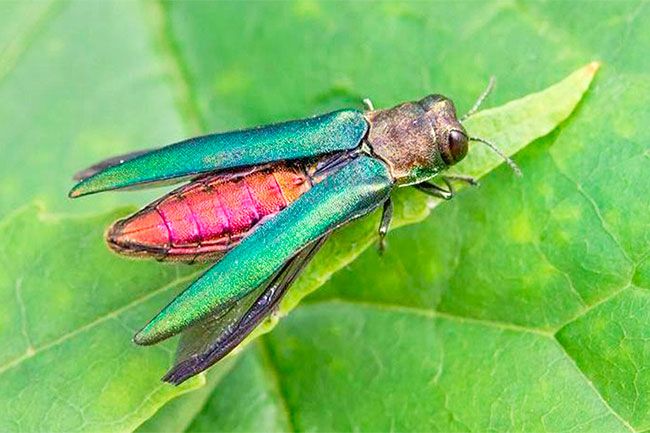 Submitted photo##First spotted near Michigan in 2002, the emerald ash borer was discovered in Oregon this year in Forest Grove