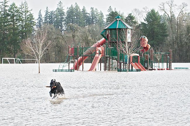 Marcus Larson##Ranger the dog fetches his stick at Joe Dancer Park Thursday morning. The park flooded when high water levels on the South Yamhill River caused it to jump its banks.