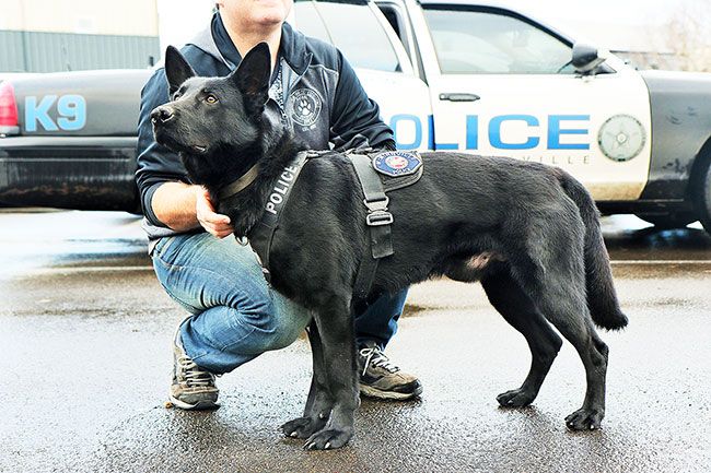 Helen Lee/News-Register##Officer Jason Carruth with K9 Officer Tucker. A McMinnville resident has launched a campaign to raise funds to buy a protective vest for Tucker.