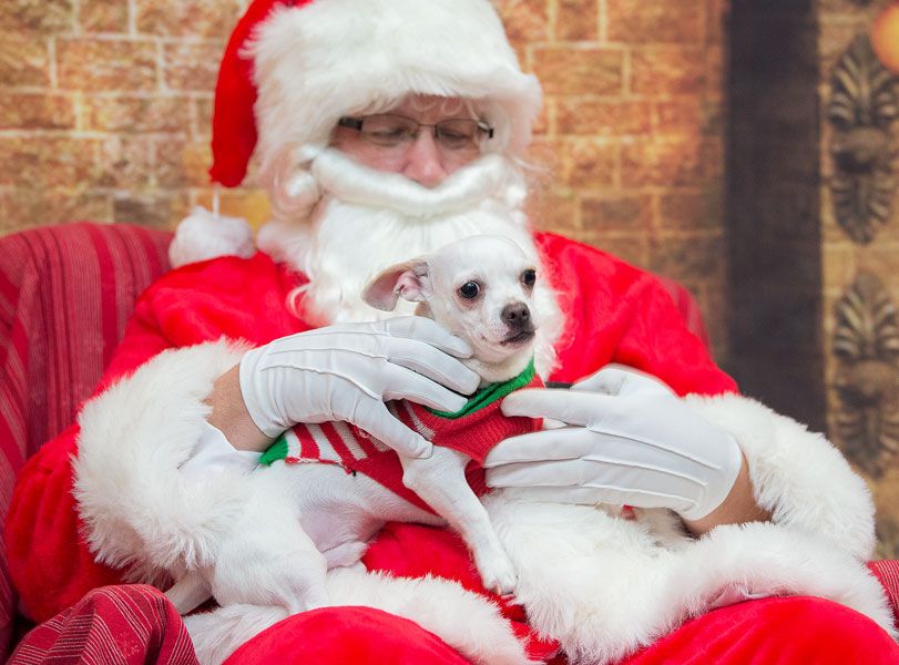 Marcus Larson/News-Register##
Jack the dog looks a little more than concerned about getting his photo taken with Santa Claus at the Homeward Bound Santa Paws event.