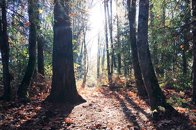 Katie Kulla photo##This panorama was captured in Spring Valley, which lies in Willamette Mission State Park. It’s future may depend on our ability to cope with a warming climate.