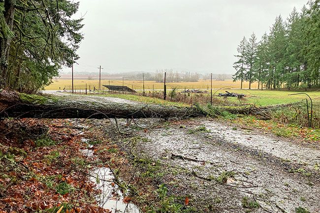 Submitted photo##Shortly after power returned to customers on McCabe Chapel Road, west of McMinnville, this fire tree fell across a residential driveway, resulting in another 30 hours without power. No one was injured.