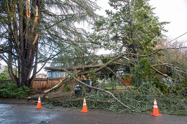 Rusty Rae/News-Register##Three large branches of this broad-canopy pine on Wilson Street sheared off in the Dec. 27 windstorm with one of the foot-wide branches coming to rest on a Ziply communications line. Outage was limited to one residence, but more repairs are in order. The 80-foot tree,  located between Cowls and Davis streets near downtown, is a complex of trunks with the utility line running between sections. Ziply crew chief Kevin Cook said Dec. 28 that the crew used a line truck to lift the branch and safely cut it loose without disconnecting the line. They also prevented pieces from falling on the truck parked in front of the residence. The impact on the line tugged and shifted a connecting wooden pole, at Cowls and Wilson, which also supports McMinnville Water & Light lines serving the neighborhood. The power pole had been damaged in the February 2021 ice storm and its top bears a wooden arm that holds wires running west across Cowls, a repair Cook said was intended as temporary.