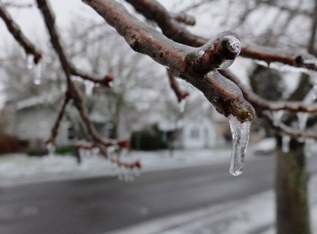 Rockne Roll/News-Register##
Ice clings to a tree branch along Northeast Second Street in McMinnville as tempratures stayed near freezing Monday morning.