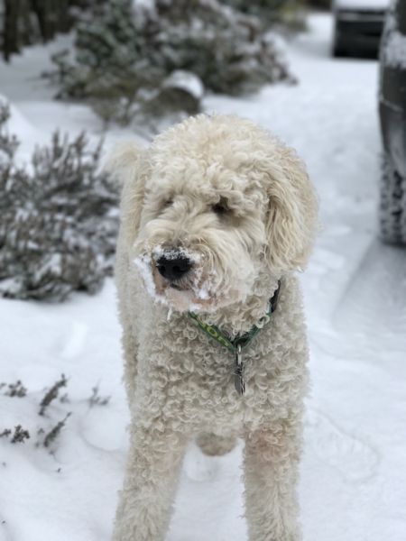 Brian Eriksen##Maya frolicking in the snow. Brian Eriksen##Maya frolicking in the snow.