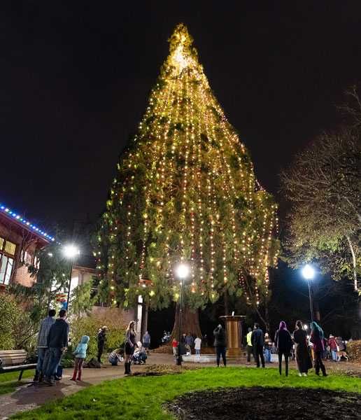Marcus Larson/News-Register##Crowds gasp as lights are illuminated on the McMinnville Christmas tree in the city park next to the library.