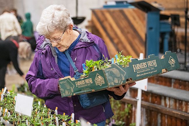 Rusty Rae/News-Register##Nancy Jellison of McMinnville chooses vegetable starts at the Yamhill County Master Gardeners plant sale.
