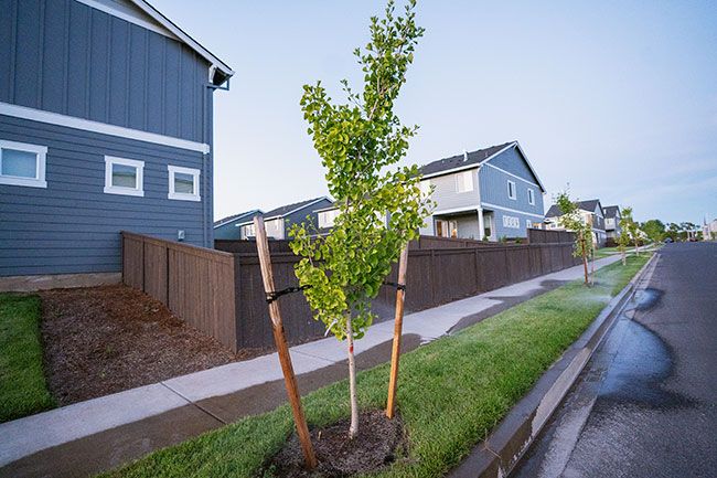 Rachel Thompson/News-Register##Recently planted trees line the street in a new development off Baker Creek Road in north McMinnville. Members of the city’s landscape committee want to inform residents about maintenance rules for street trees, including the removal of ribbons and bamboo supports needed for transport. The side stack supports shown here are acceptable because they allow trees to “learn” to bend in the wind.